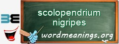 WordMeaning blackboard for scolopendrium nigripes